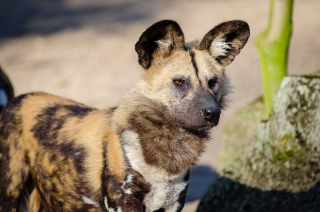 Perro salvaje africano