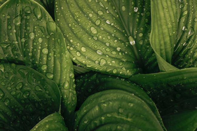 Les feuilles vertes comme symbole de durabilité