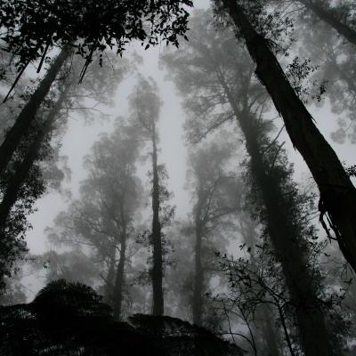 Wald in monochrom